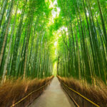 bamboo images