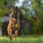 Profound Impact Belgian Malinois Leaves on Their Owners' Lives