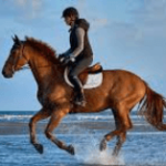 Mastering the Art of Horse Riding Commentary: An in-depth Guide