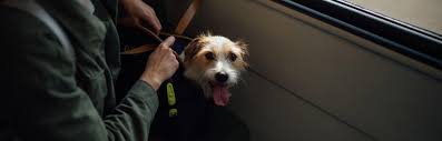 Preparing Your Pet for International Travel